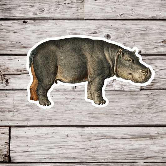 Hippopotamus Sticker