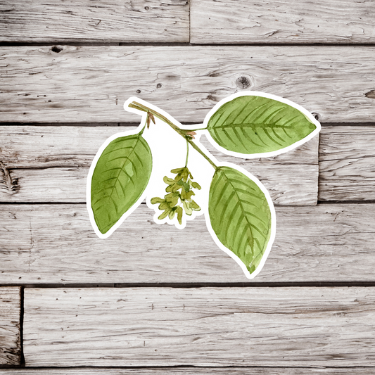 Hornbeam Leaf Sticker