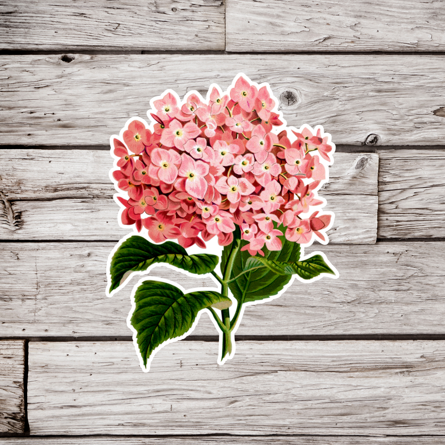 Hydrangea Sticker