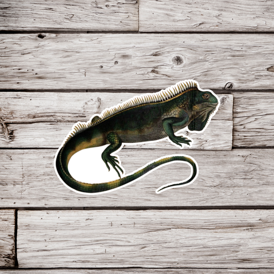 Iguana Sticker