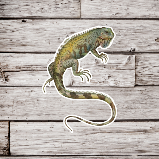 Iguana Sticker
