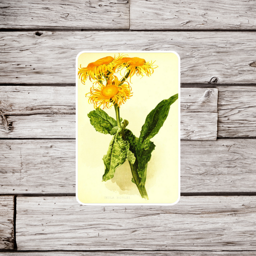 Inula Royleana Elecampane Sticker