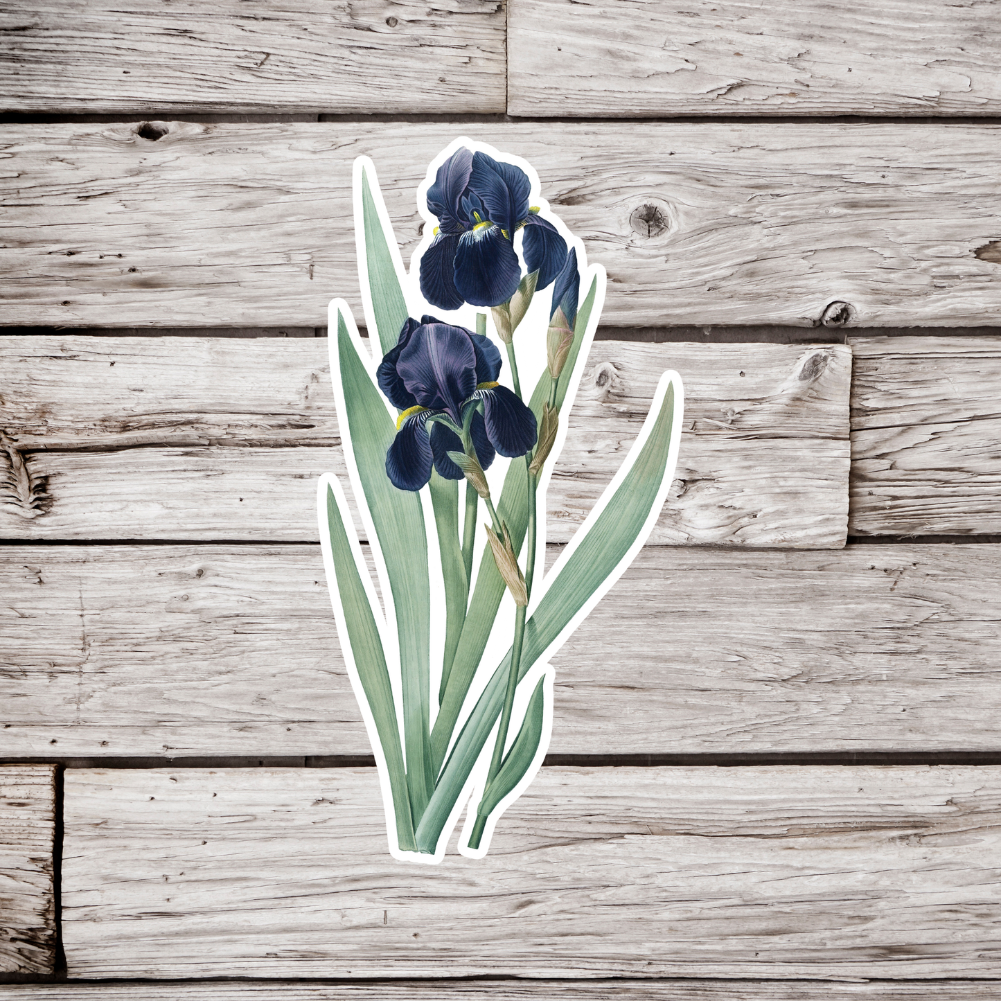 Iris Flower Sticker