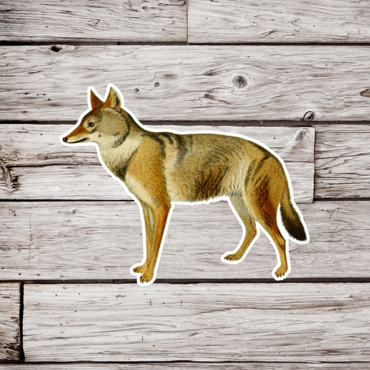 Jackal Sticker