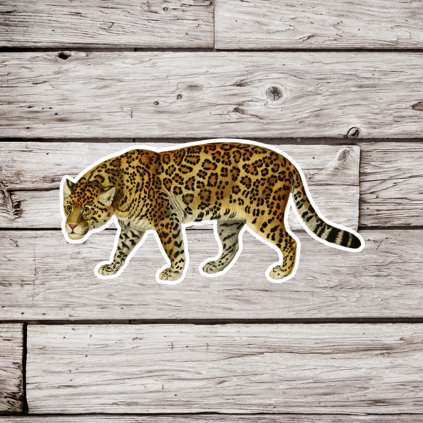 Jaguar Sticker
