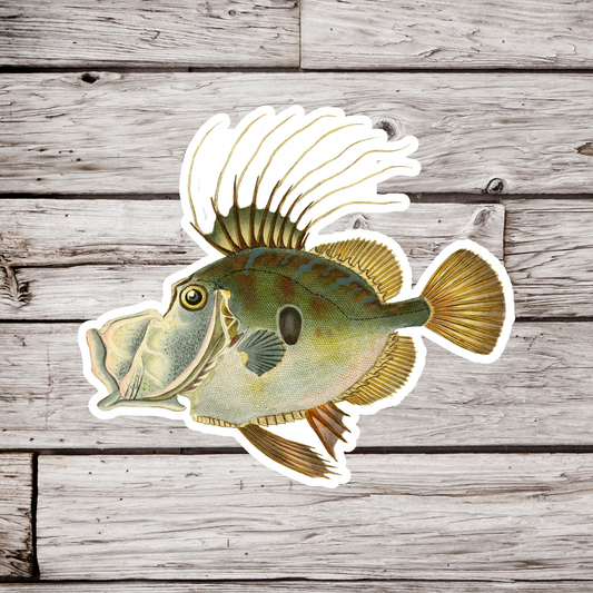 John Dory Fish Sticker