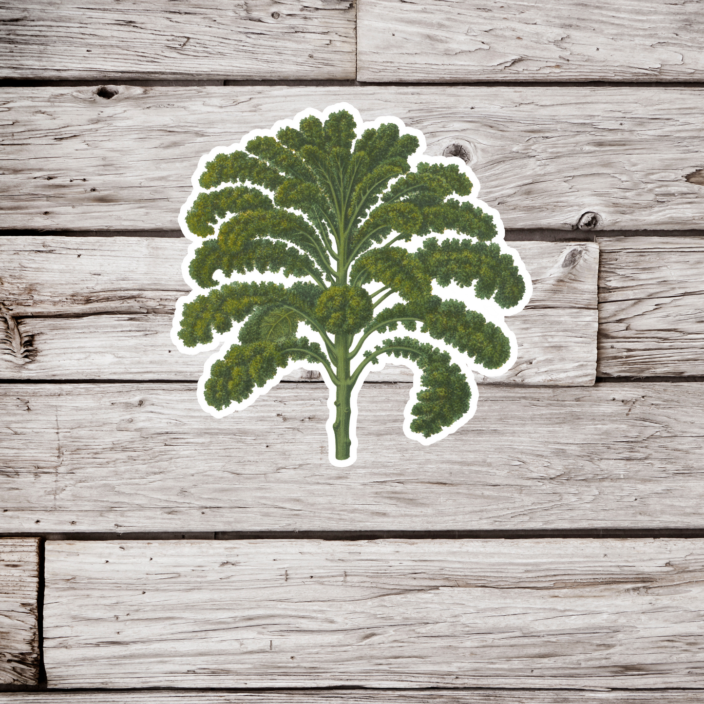 Kale Sticker