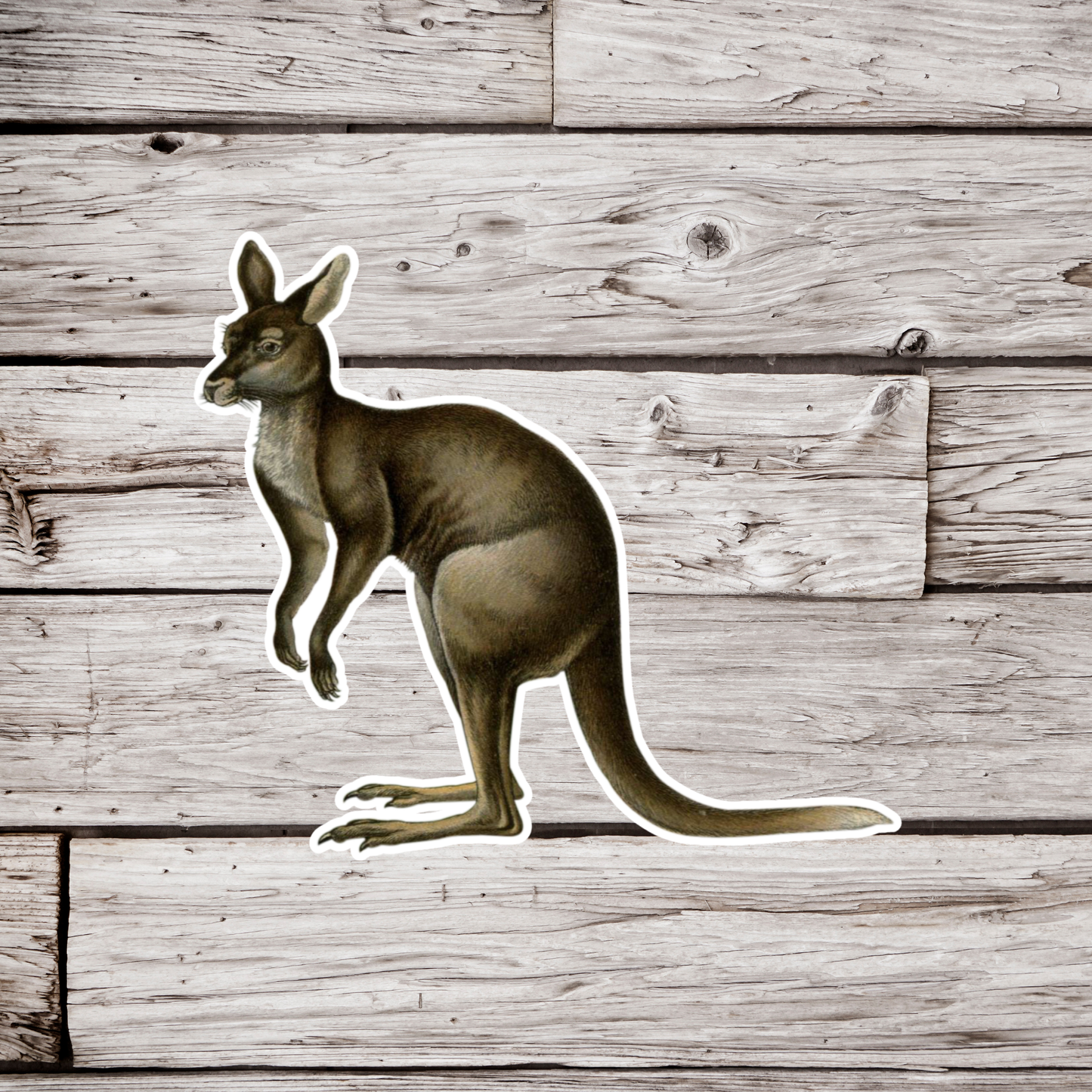 Kangaroo Sticker
