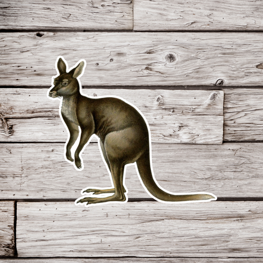 Kangaroo Sticker