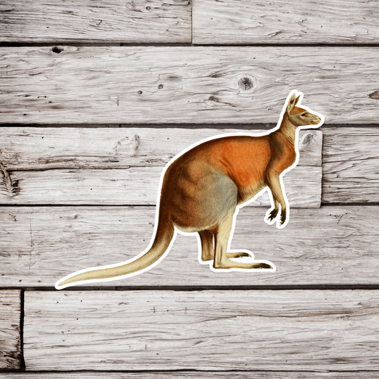 Kangaroo Sticker