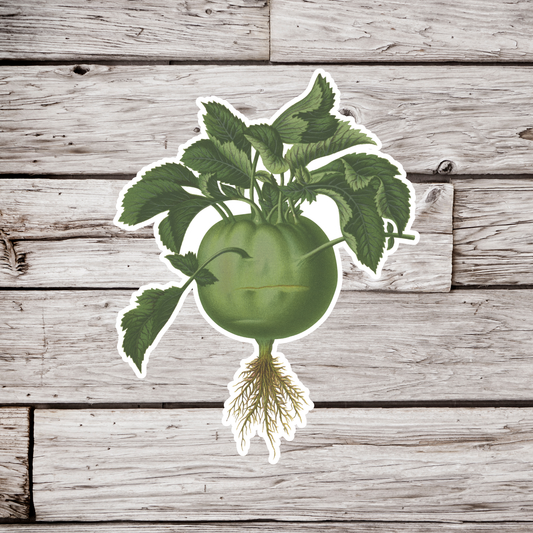 Kohlrabi Sticker