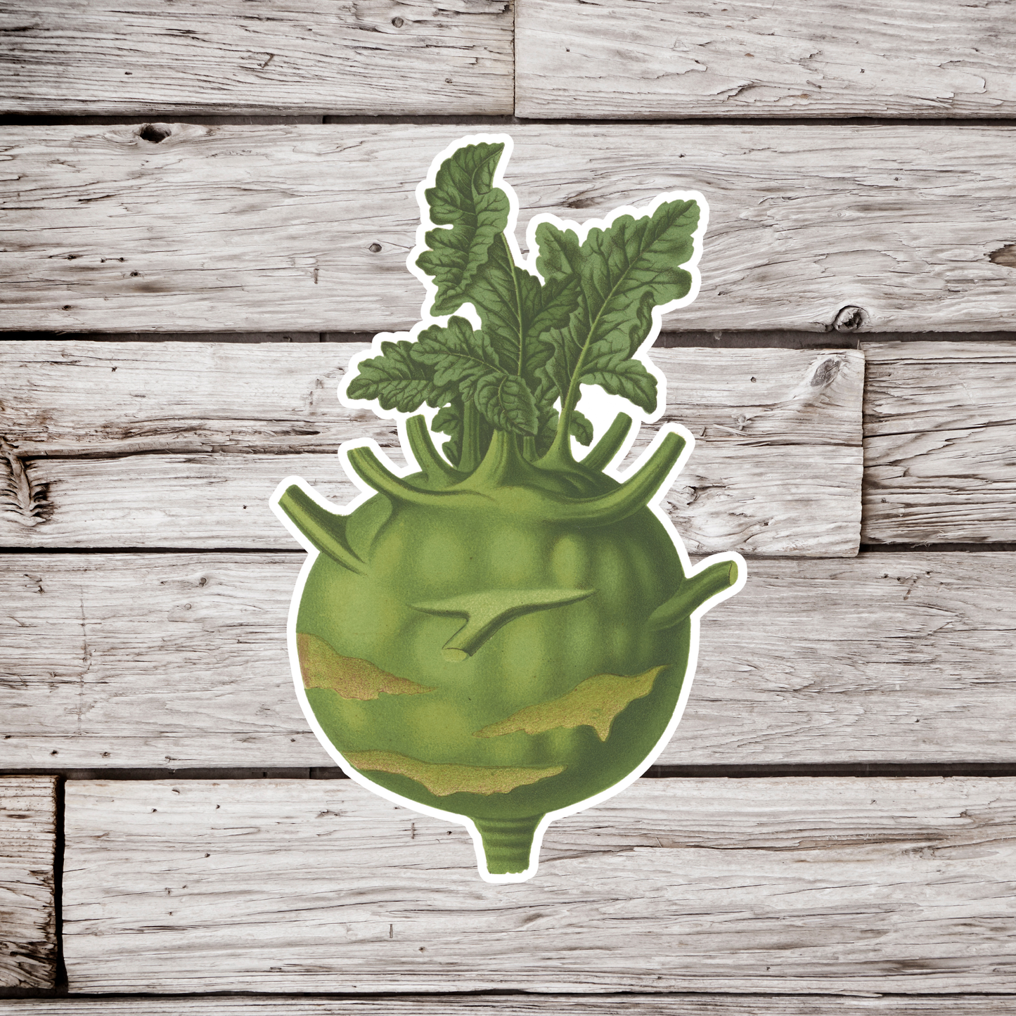 Kohlrabi Sticker