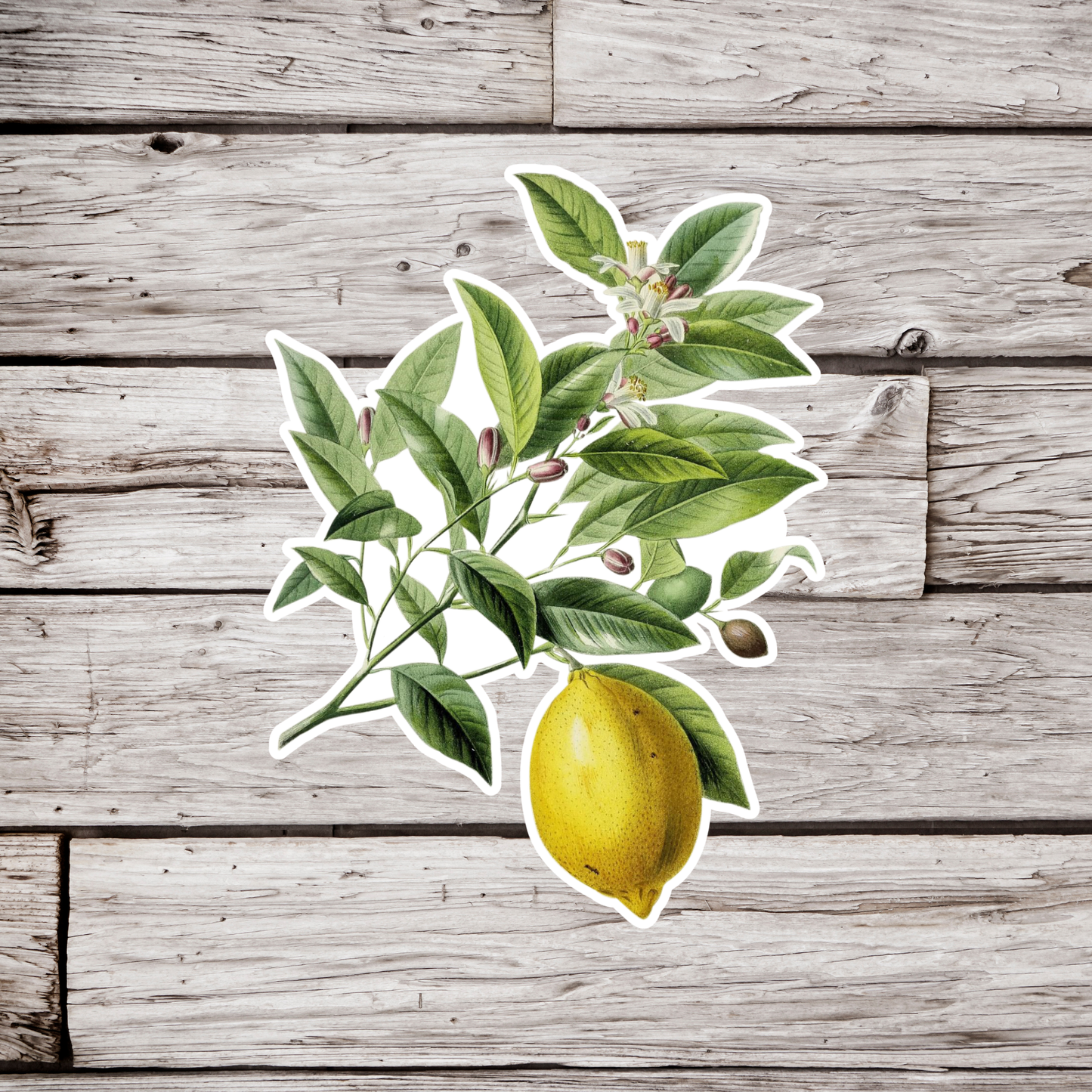 Lemon Sticker