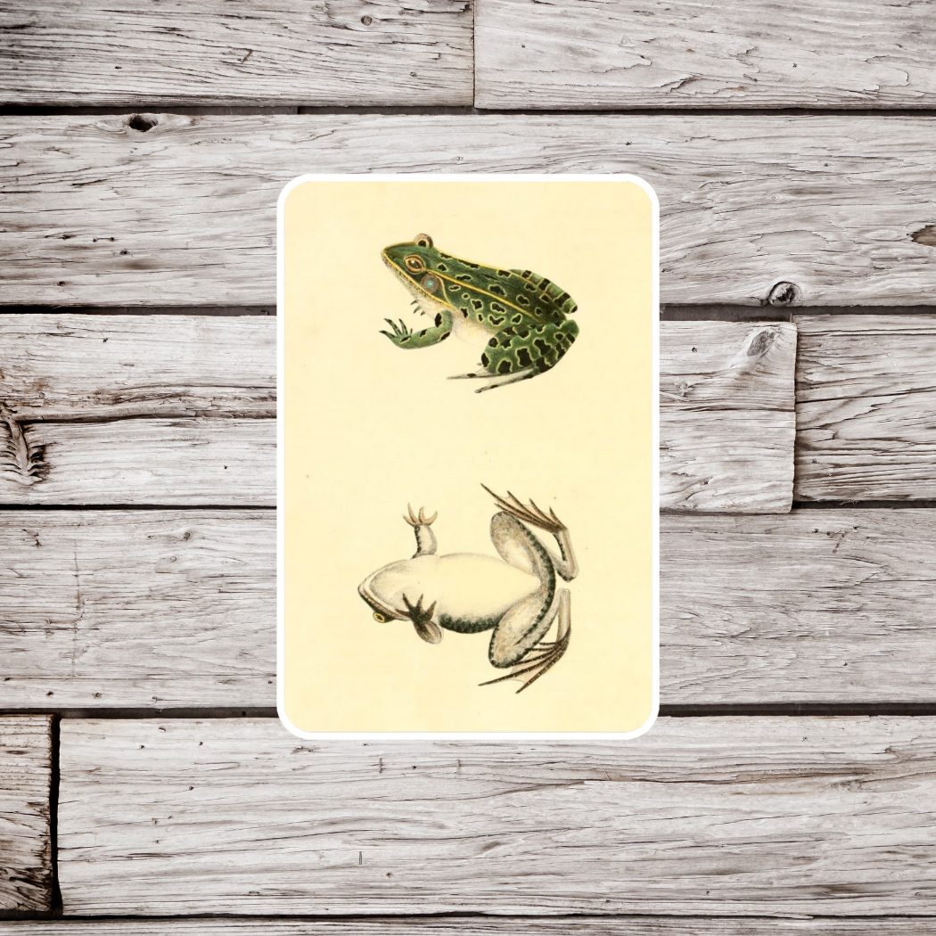 Leopard Frog Sticker