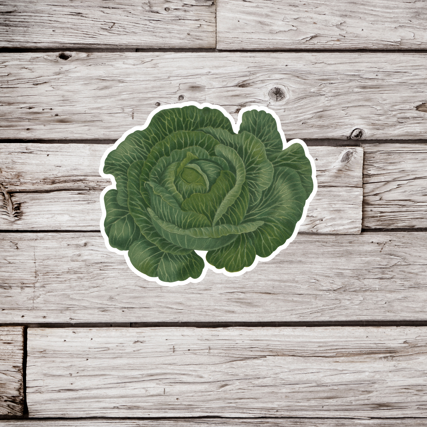 Lettuce Sticker