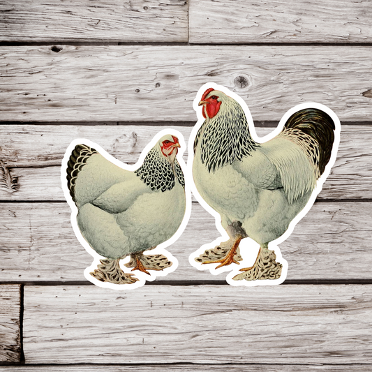 Light Brahmas Chicken Sticker