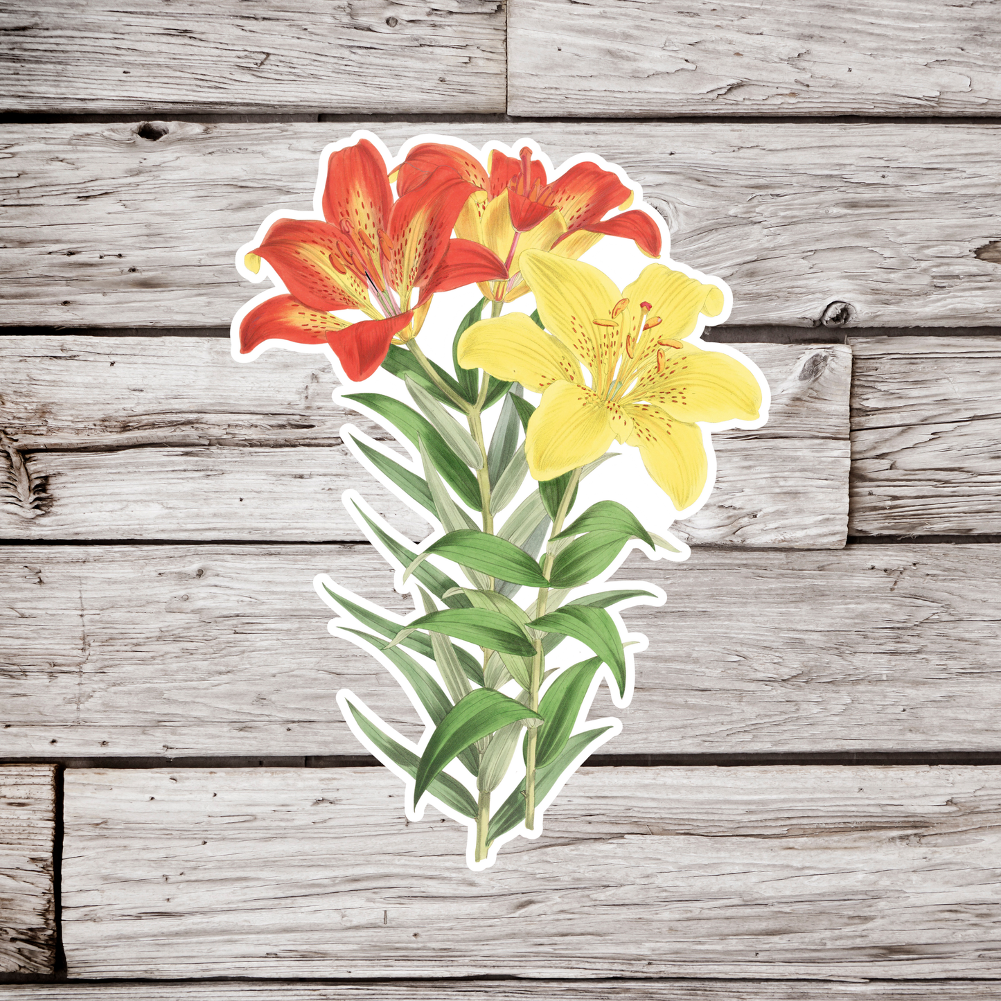 Lily Sticker