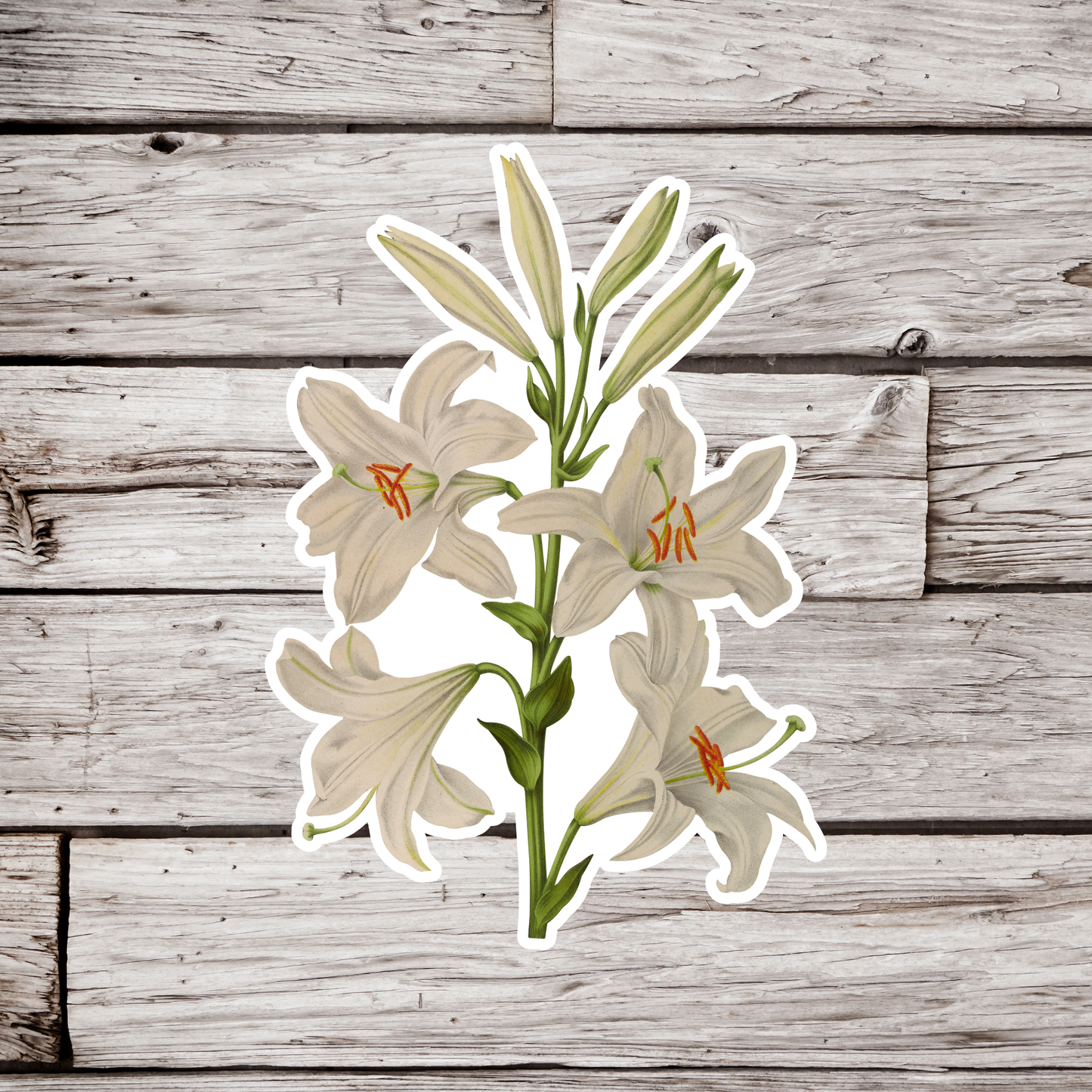 Lily Sticker