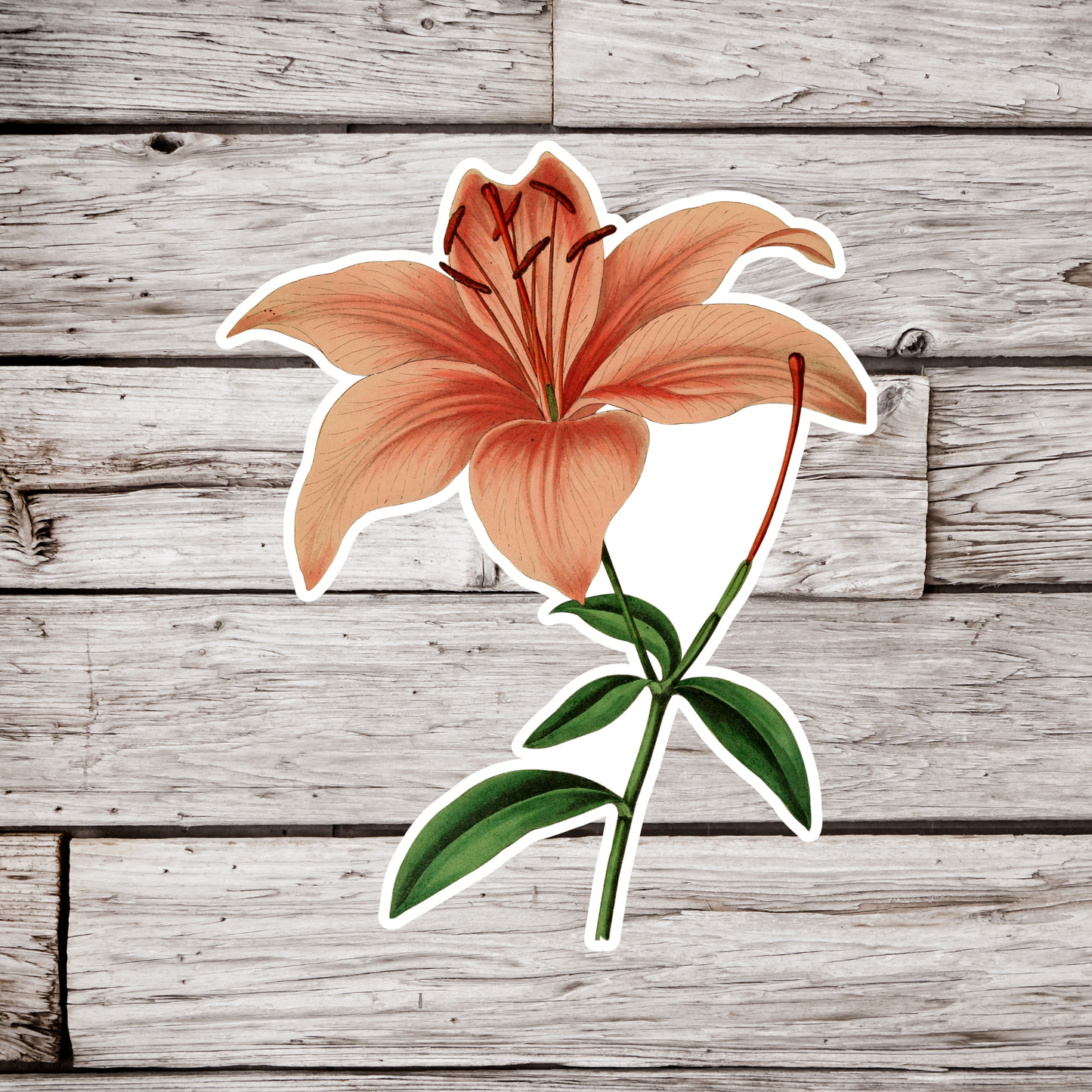 Lily Sticker