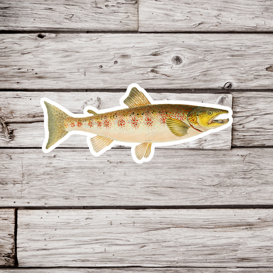 Little Kern Golden Trout Sticker