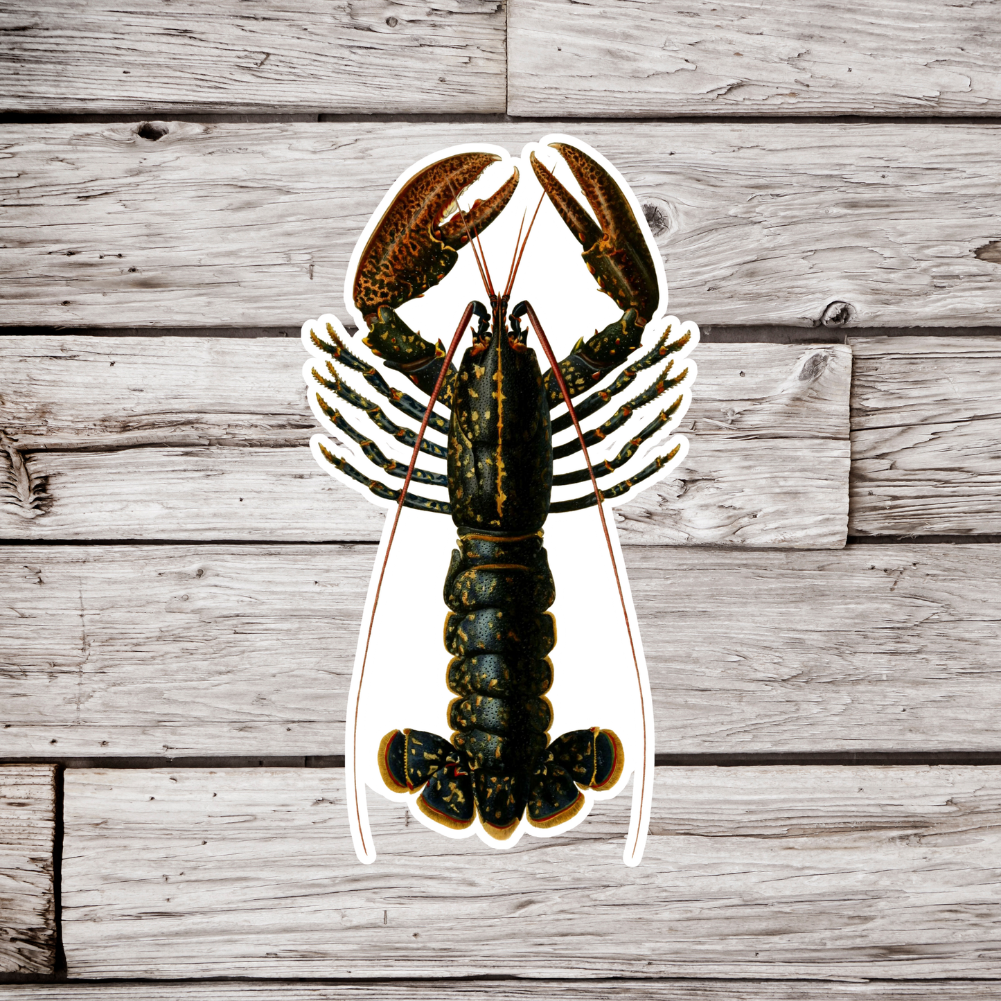 Lobster Sticker