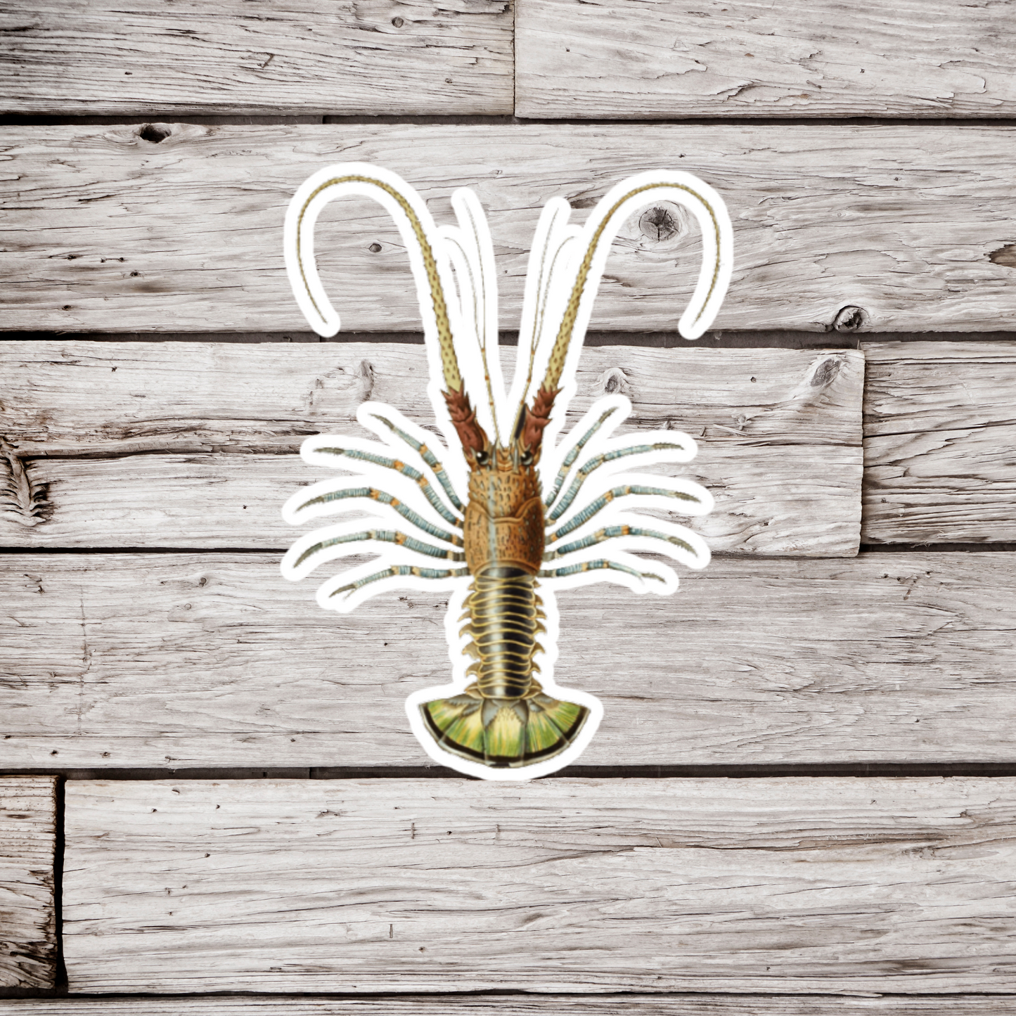 Lobster Sticker