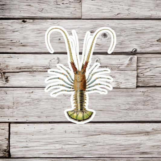 Lobster Sticker