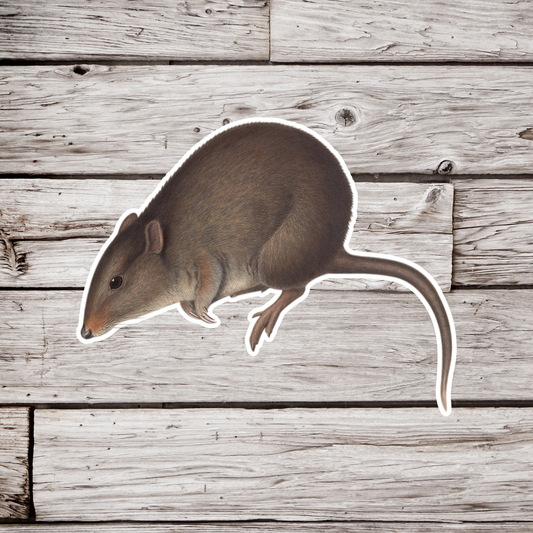 Long Nosed Potoroo Sticker