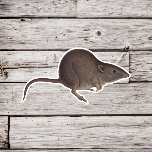 Long Nosed Potoroo Sticker