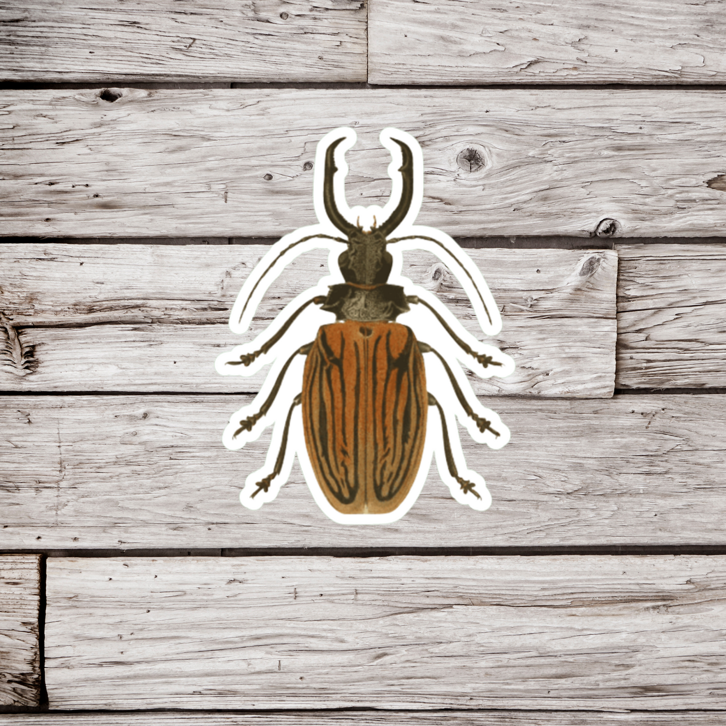 Longhorn Beetle Sticker