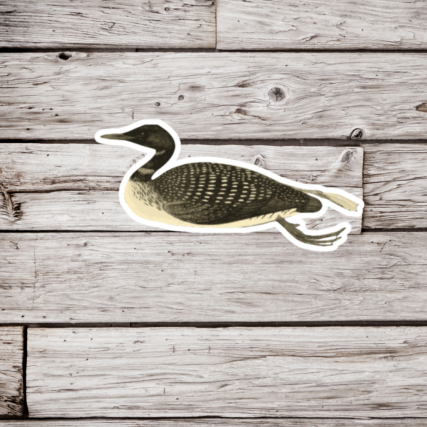 Loon Sticker