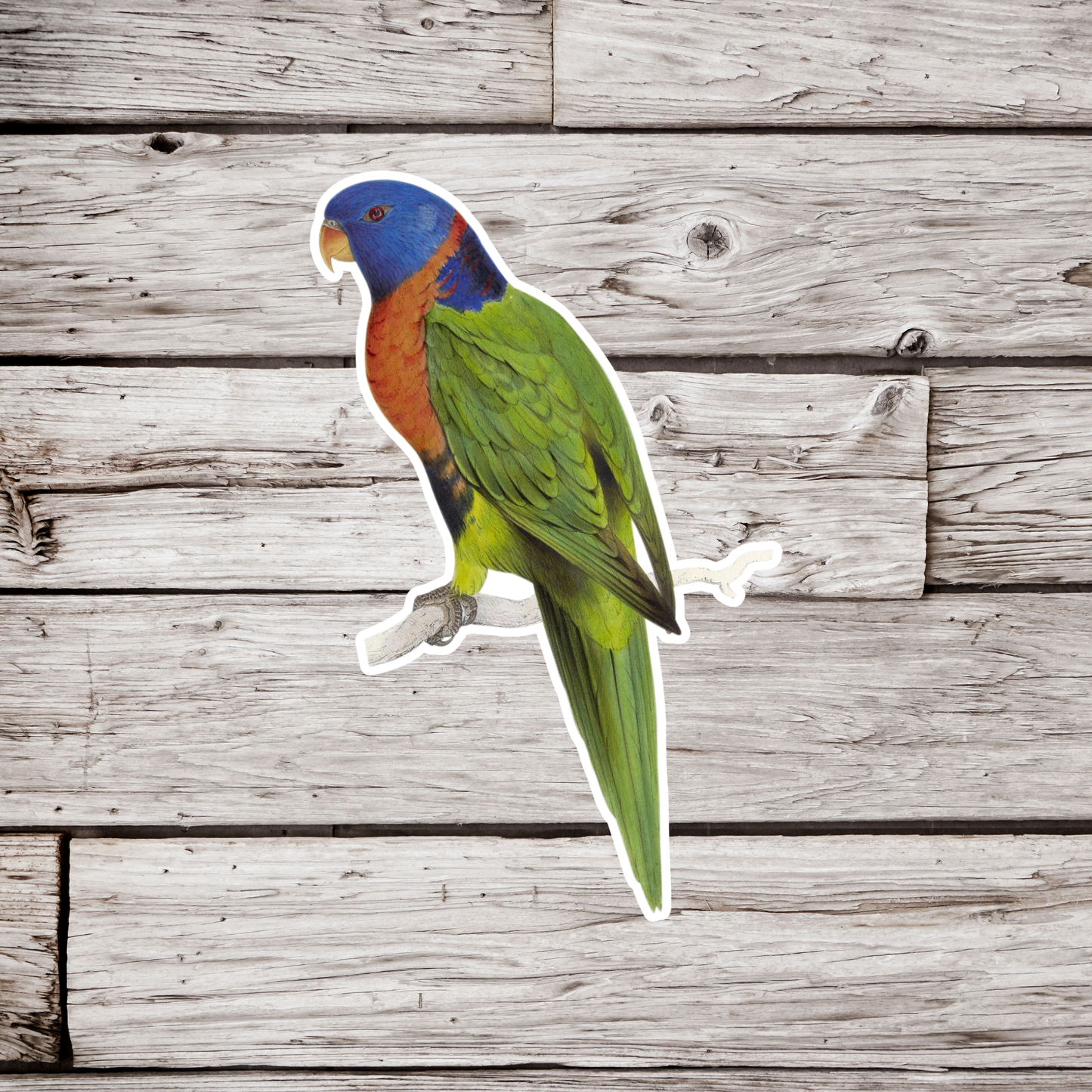 Lorikeet Sticker