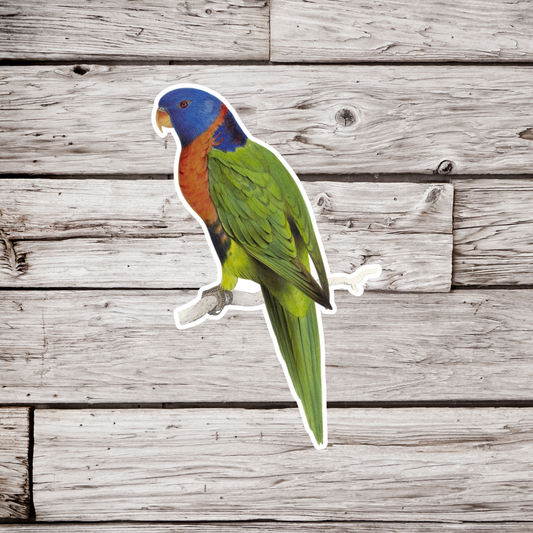 Lorikeet Sticker