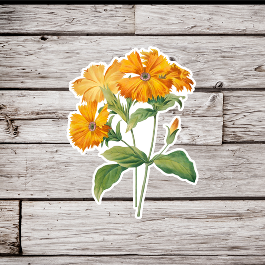Rose Campion Flower, Lychnis Coronata Sticker