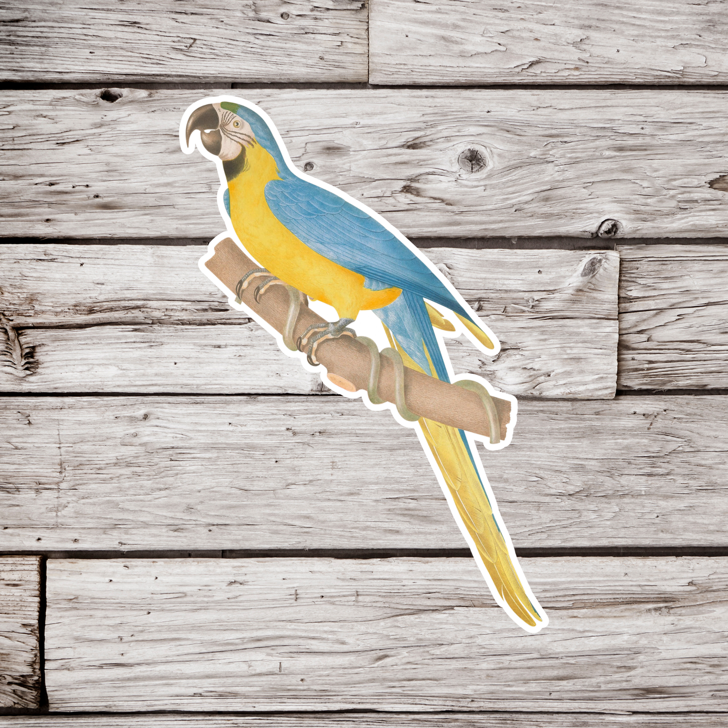Macaw Sticker