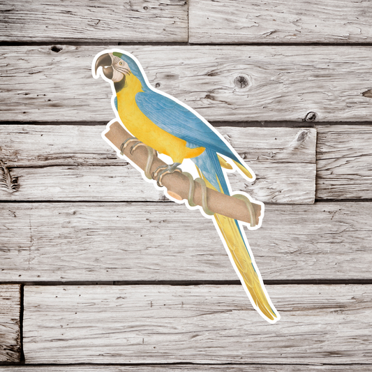 Macaw Sticker