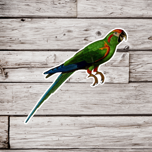 Macaw Sticker