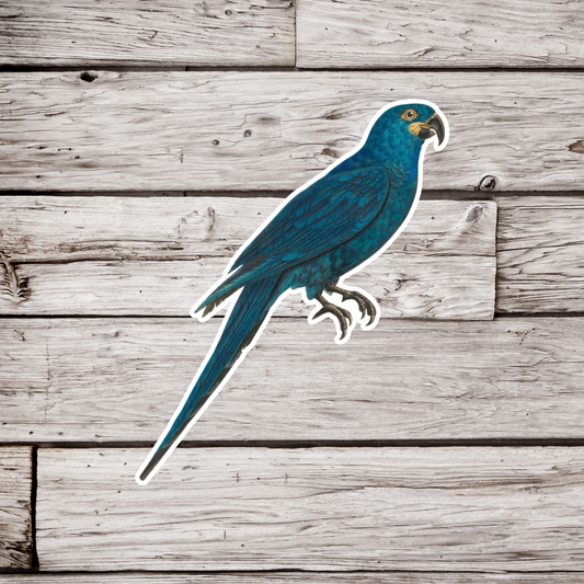 Macaw Sticker
