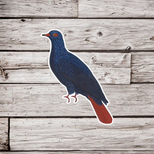Madagascan Blue Pigeon Sticker