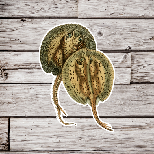 Magdalena River Stingray Sticker