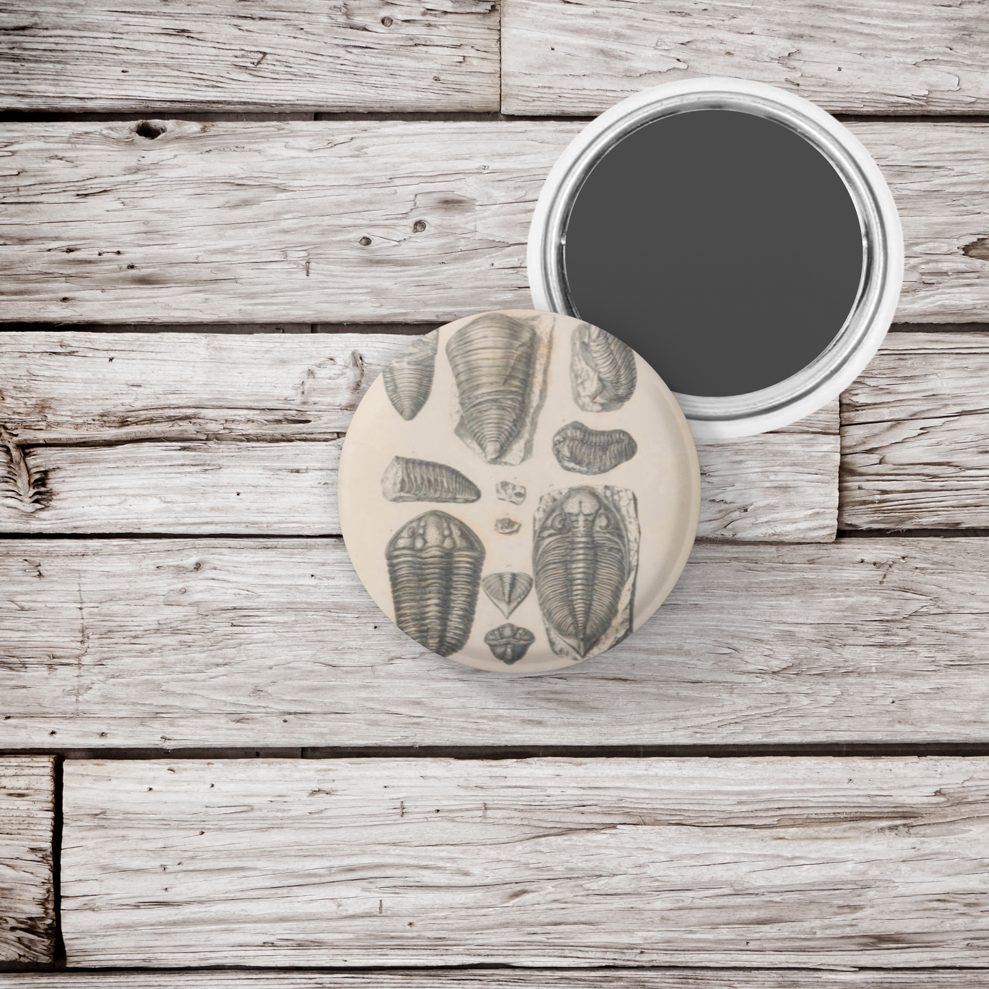 Trilobite Fossil Pin Back Button, Magnet, Keychain