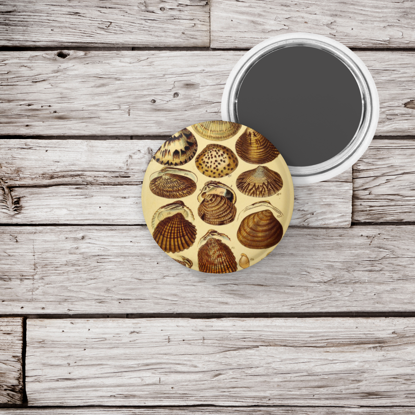 Clam Shells Pin Back Button, Magnet, Keychain
