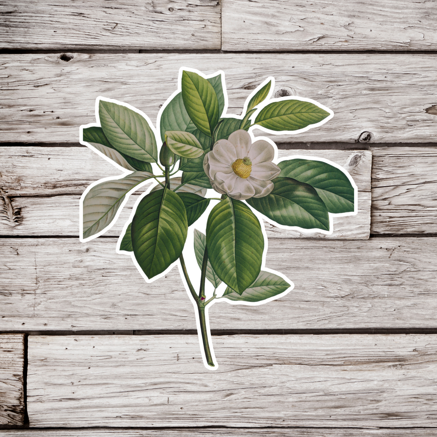 Magnolia Sticker