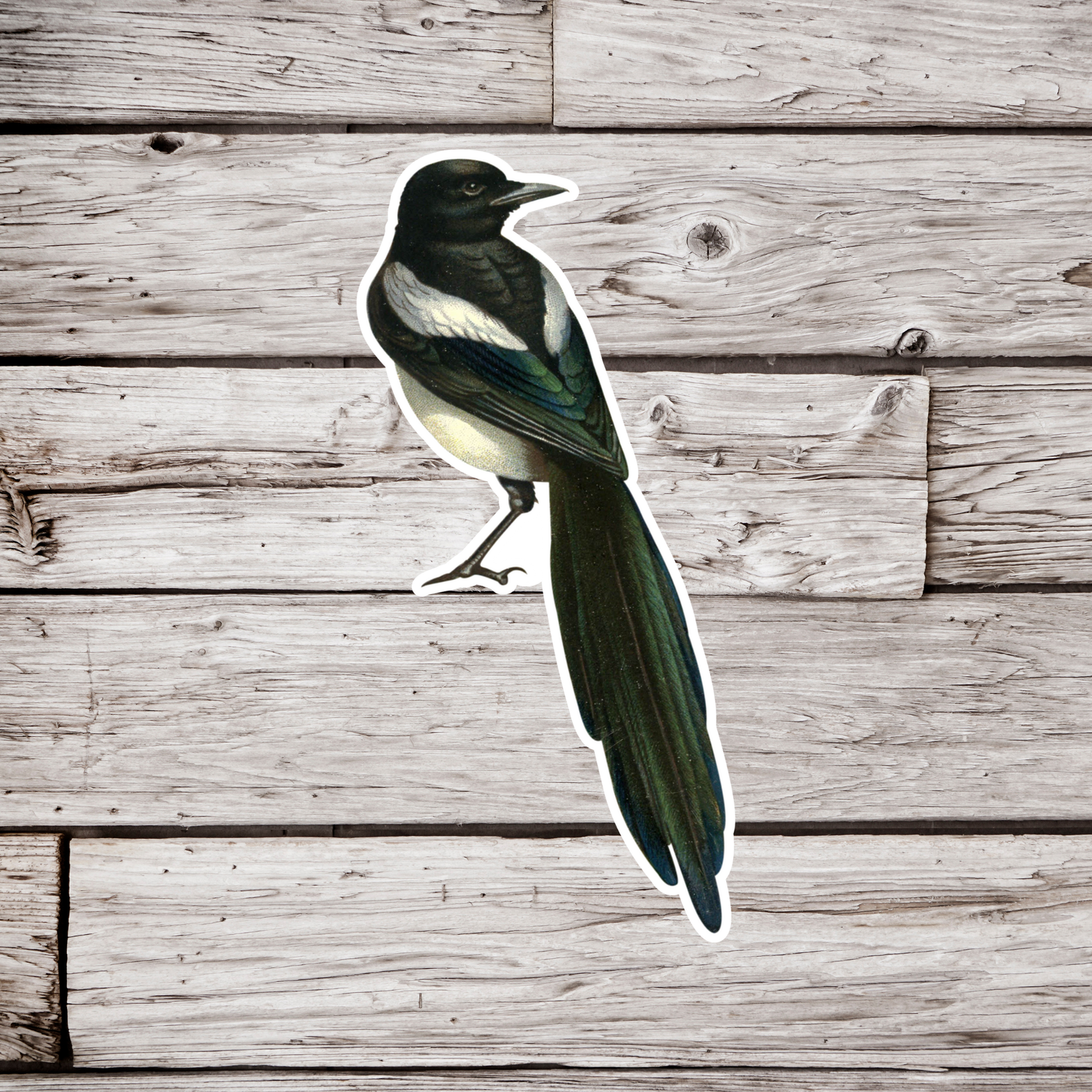 Magpie Sticker
