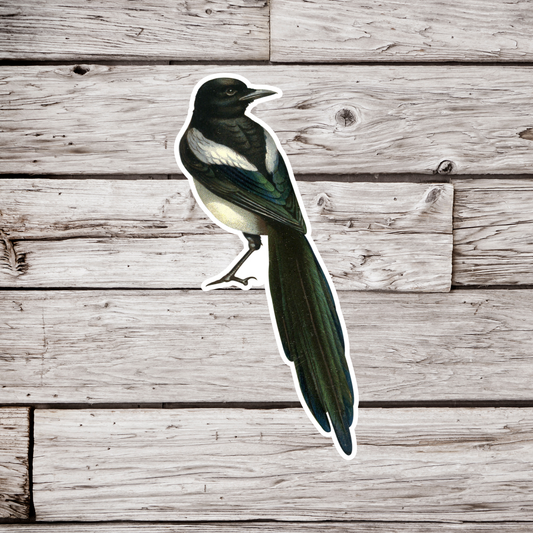 Magpie Sticker
