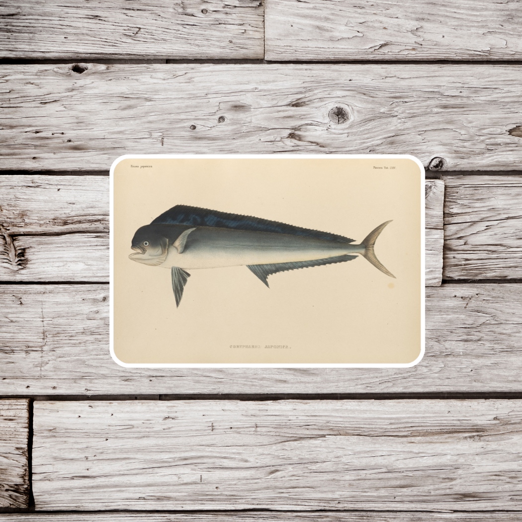 Mahi Mahi Sticker, Dolphinfish Sticker