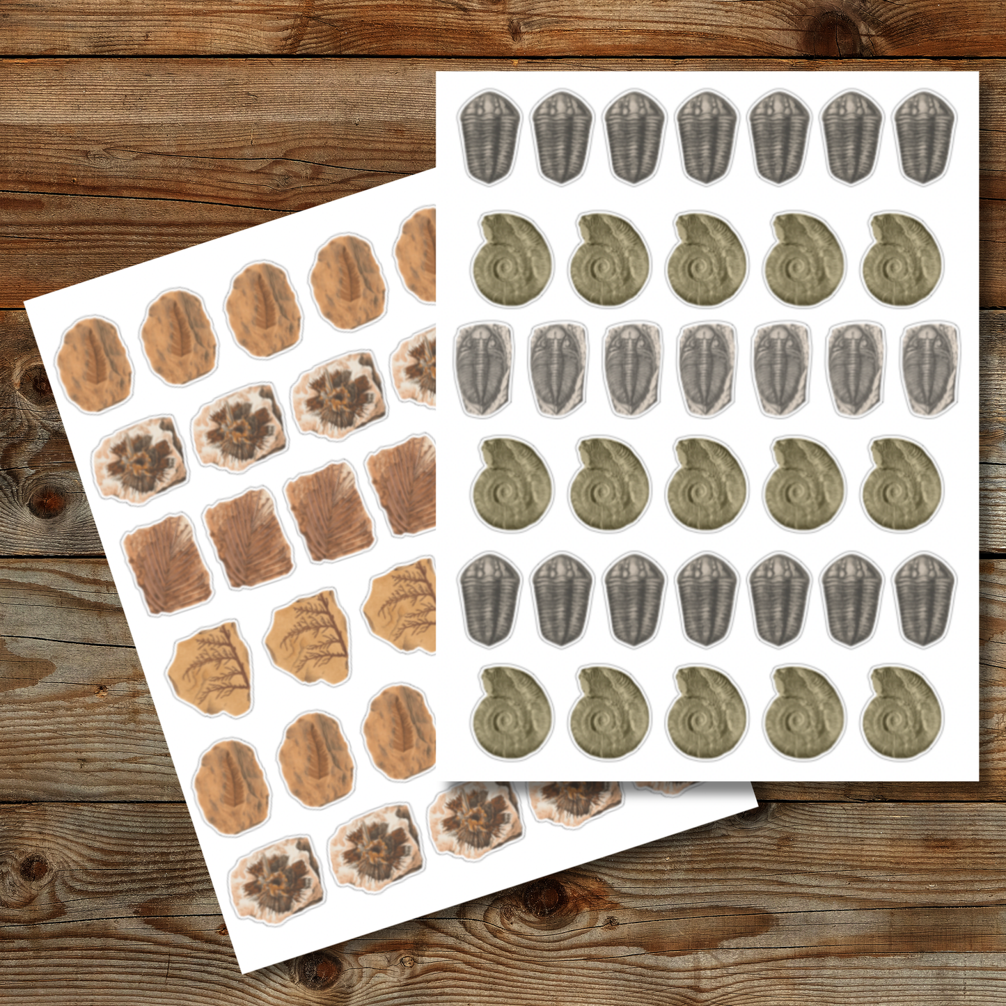 Fossil Sticker Sheet