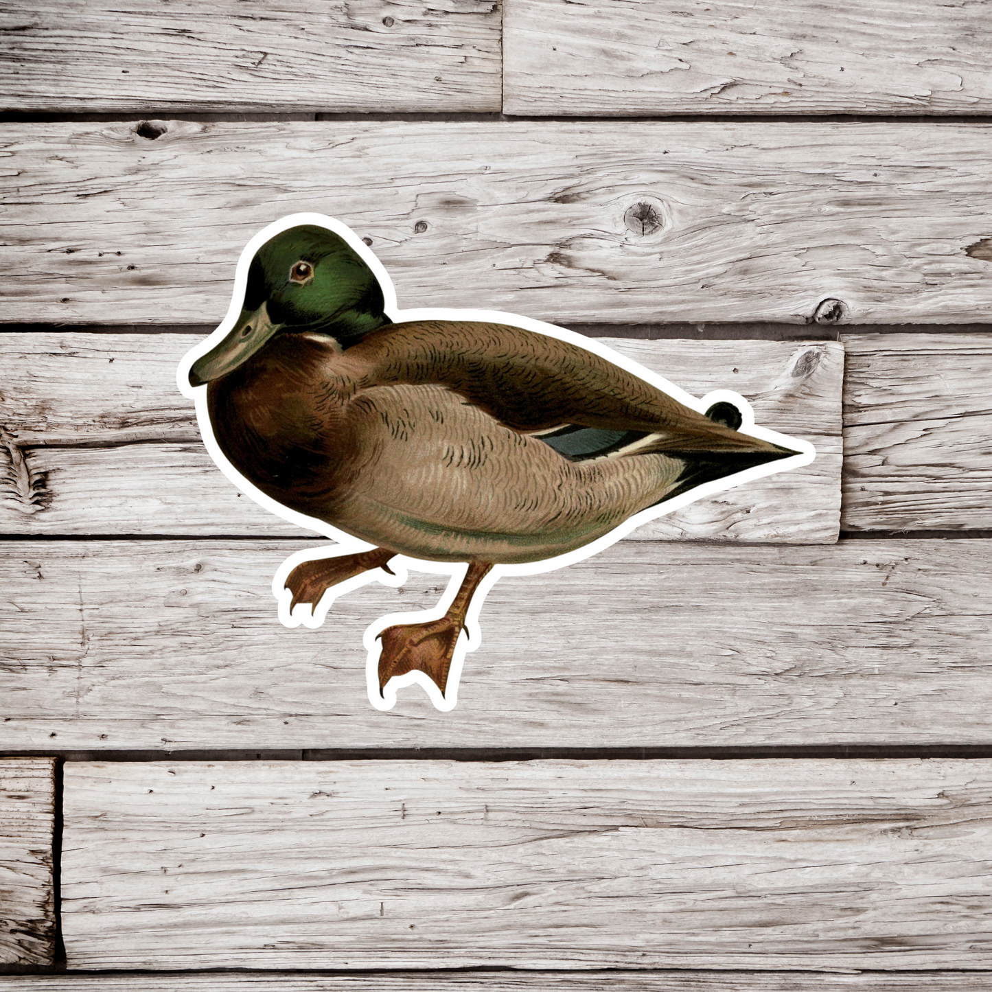 Mallard Duck Sticker
