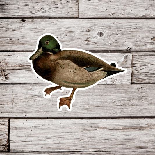 Mallard Duck Sticker