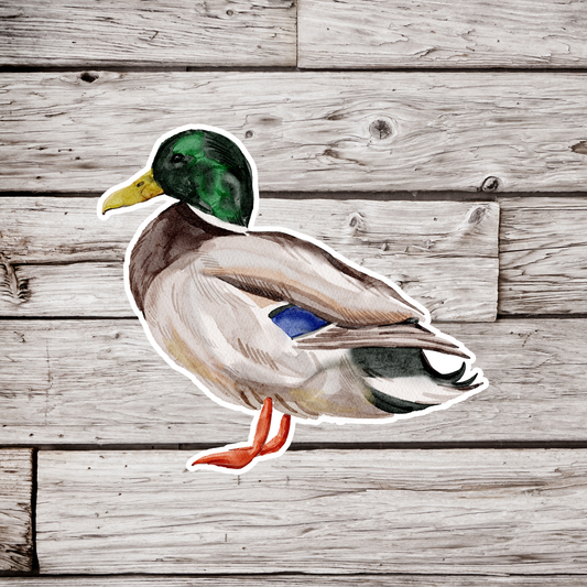 Mallard Duck Sticker